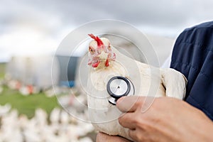 Chicken, animal health and stethoscope with vet, agriculture and livestock, poultry farming in countryside. Healthcare