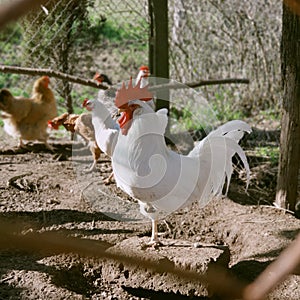 Chicken, animal, Tuscany countryside, view of the tuscanian typical landscape,  Italy