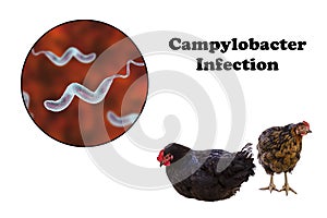 Chicken as the source of Campylobacter infection photo