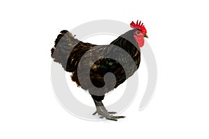 Chicken australorp rooster isolated on white background