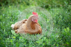 Chicken in the backyard. The hen sits on the eggs, waiting for the chicks. photo
