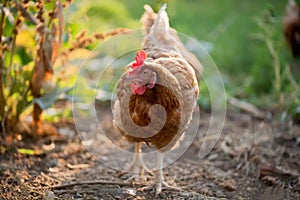 Chicken in the backyard. Selective focus
