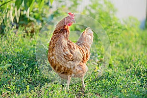 Chicken in the backyard. On an evening walk