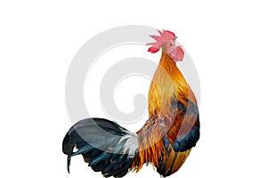 Chicken bantam ,Rooster crowing