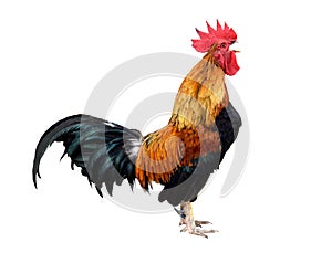 Chicken bantam ,Rooster crowing isolated on white (Die cutting) photo