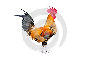 Chicken bantam ,Rooster crowing isolated on white (Die cutting)