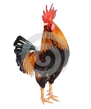 Chicken bantam, Rooster crowing isolated on white Die cutting