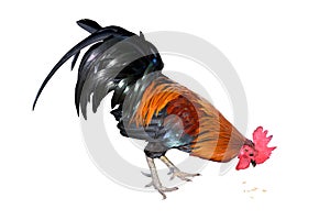 Chicken bantam ,Rooster eating isolated on white (Die cutting)