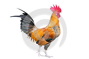 Chicken bantam ,Rooster isolated on white background (Die cutting)