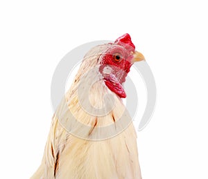 Chicken bantam, Rooster isolated on white Die cutting.