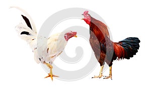 Chicken bantam, Rooster isolated on white Die cutting.