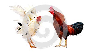 Chicken bantam, Rooster isolated on white Die cutting.