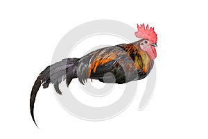 Chicken bantam ,Rooster sleeping isolated on white (Die cutting)