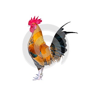 Chicken bantam ,Rooster on white (Die cutting)