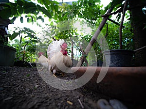 Chicken Bantams Standing