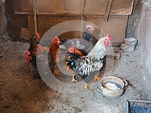 Chicken in the barn. Chickens and roosters in a rustic ambience. Brown, variegated birds with red grims on their heads. Rural barn