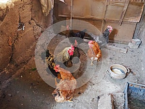 Chicken in the barn. Chickens and roosters in a rustic ambience. Brown, variegated birds with red grims on their heads. Rural barn