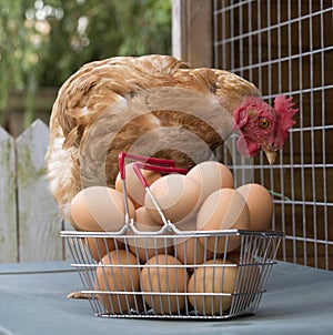 Chicken and basket of eggs