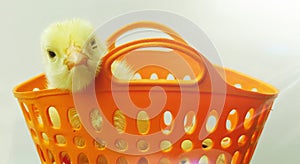 Chick in Basket stock image. Baby Easter Chick Sits in Basket. A small Chicken in Basket stock image. photo