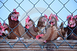 Chicken behind fence