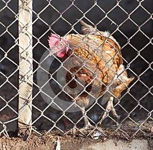 Chicken behind fence