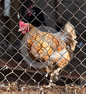 Chicken behind fence