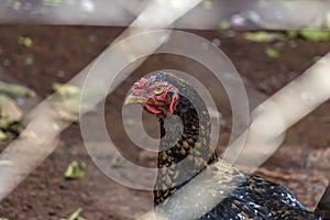 Chicken behind fence closeup