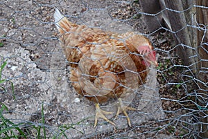 Chicken behind fence