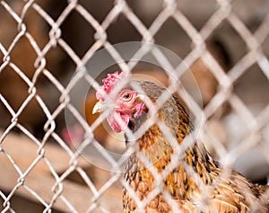 Chicken behind the fence