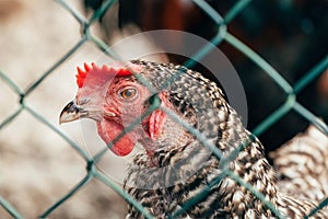 Chicken behind the wire fence on farm