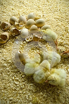 Chicken being born