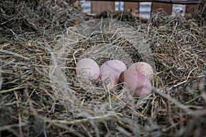 Chicken bio eggs in straw. Raw eggs in the morning on rural farm yard