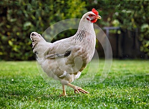Chicken in bio farm