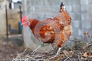 Chicken in bio farm
