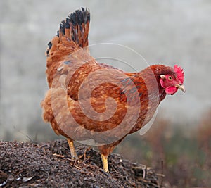 Chicken in biofarm