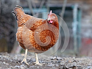 Chicken in biofarm