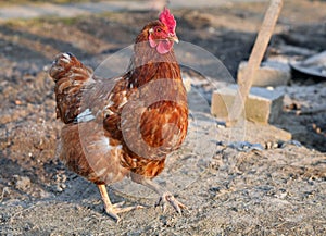 Chicken in biofarm