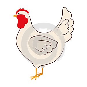 Chicken bird icon