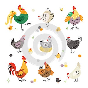 Chicken birds, hen and rooster. Poultry breeding, yellow cartoon cute chick. Farm birds in various poses, eggs and