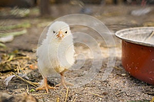 Chicken on the farm. Slovakia