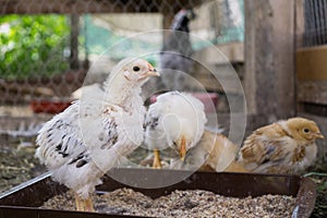 Chicken on the farm. Slovakia