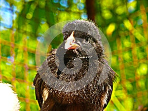 Chicken - black chick gallus domestic Gallus gallus f. domestica