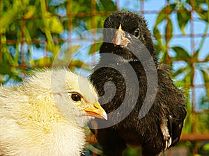 Chicken - black and white chick gallus domestic Gallus gallus f. domestica