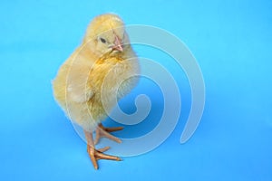 Chicken on blue background baby bird hen chick isolated in studio