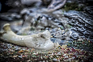 A chicken bone as a part of wargaming scenery