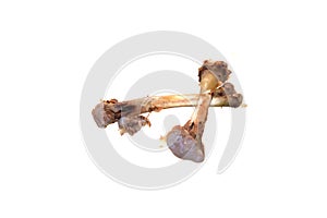 chicken bones isolated on white background