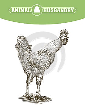 Chicken breeding. animal husbandry. livestock