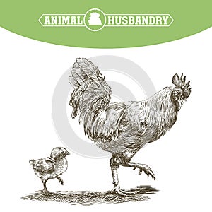 Chicken breeding. animal husbandry. livestock