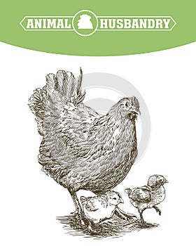 Chicken breeding. animal husbandry. livestock