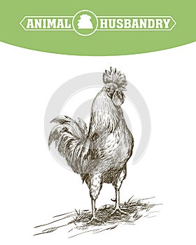 Chicken breeding. animal husbandry. livestock